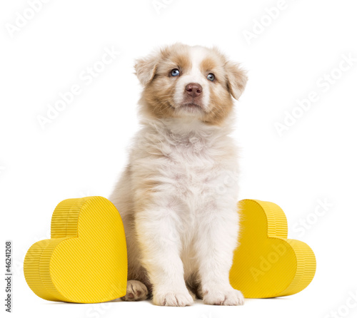 Fototapeta Naklejka Na Ścianę i Meble -  Australian Shepherd puppy sitting between two yellow hearts