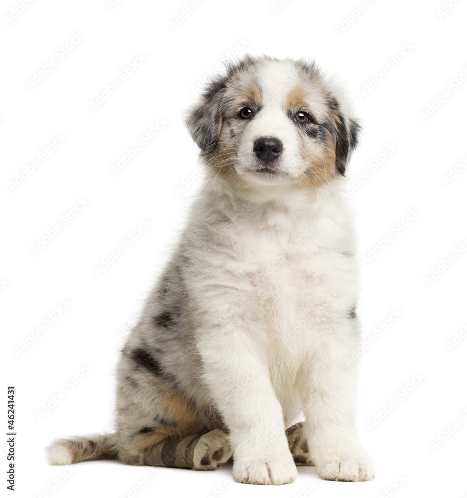 Australian Shepherd puppy with bandage, 8 weeks old, sitting Australian Shepherd puppy with bandage, 8 weeks old, sitting