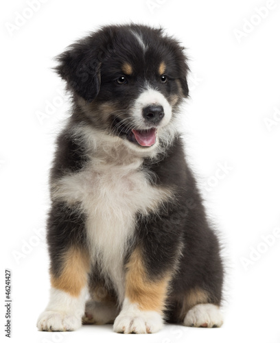 Fototapeta Naklejka Na Ścianę i Meble -  Australian Shepherd puppy, 8 weeks old