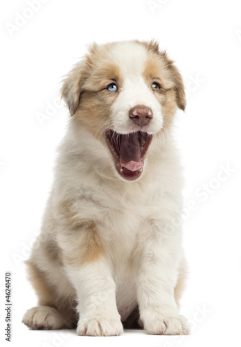 Australian Shepherd puppy, 8 weeks old