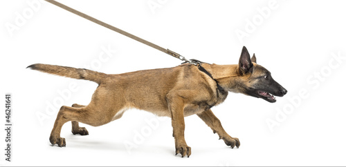 Fototapeta Naklejka Na Ścianę i Meble -  Belgian Shepherd leashed against white background