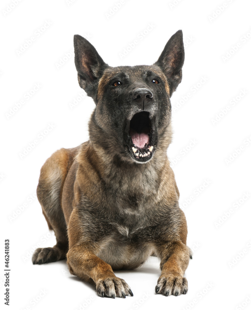 Belgian Shepherd lying and yawning against white background Belgian Shepherd lying and yawning against white background