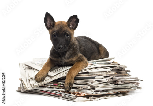 Fototapeta Naklejka Na Ścianę i Meble -  Belgian Shepherd lying on a pile of newspaper