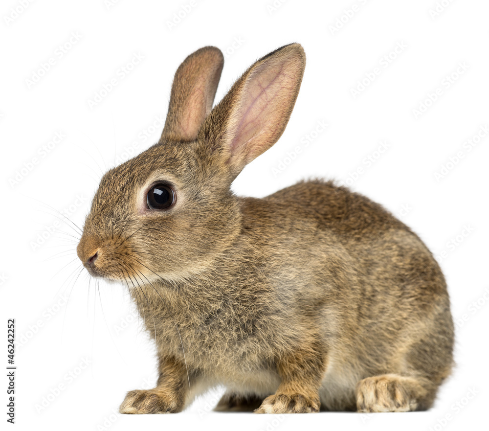 European rabbit or common rabbit, 2 months old European rabbit or common rabbit, 2 months old