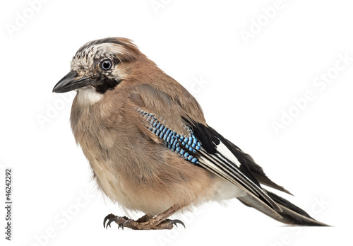 Eurasian Jay, Garrulus glandarius, 8 years old photo