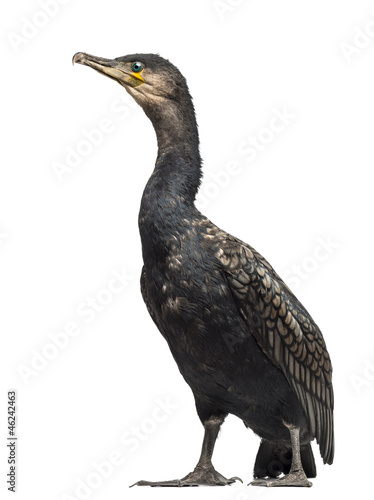 Great Cormorant, Phalacrocorax carbo