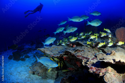 Korallenriff mit Taucherin © aquapix