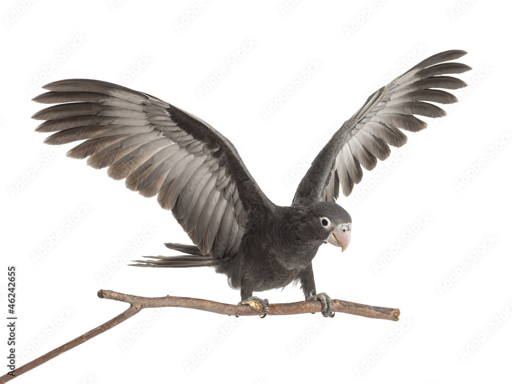 Fototapeta premium Greater Vasa Parrot, Coracopsis vasa, 7 weeks old