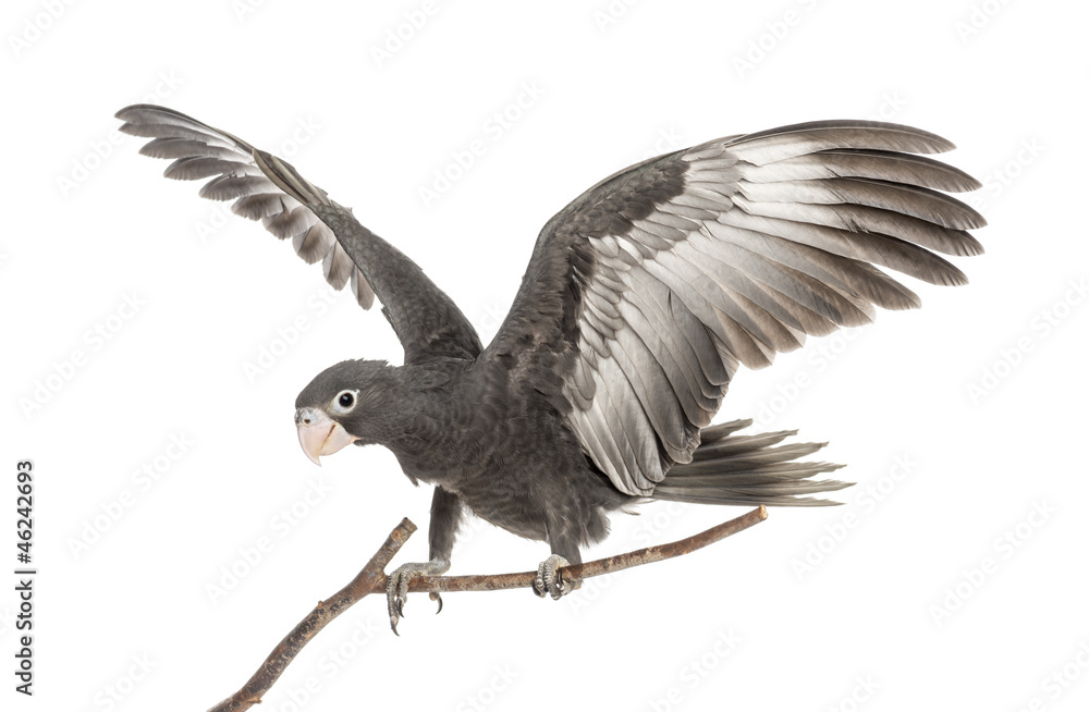 Fototapeta premium Greater Vasa Parrot, Coracopsis vasa, 7 weeks old
