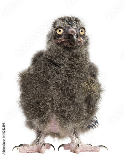 Fototapeta Naklejka Na Ścianę i Meble -  Snowy Owl chick, Bubo scandiacus
