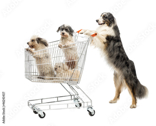 Fototapeta Naklejka Na Ścianę i Meble -  Australian Shepherd standing on hind legs and pushing