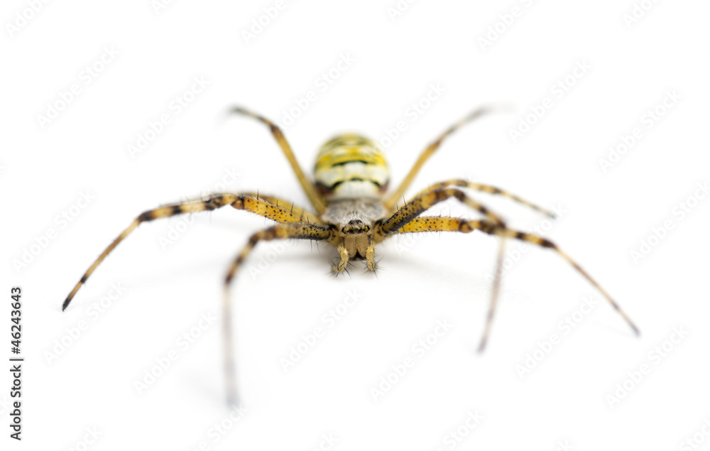 Wasp spider, Argiope bruennichi, against white background Wasp spider, Argiope bruennichi, against white background