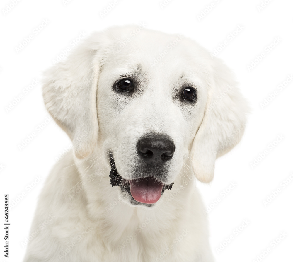 Polish Tatra Sheepdog, (also known as Owczarek Tatrzanski) Polish Tatra Sheepdog, (also known as Owczarek Tatrzanski)