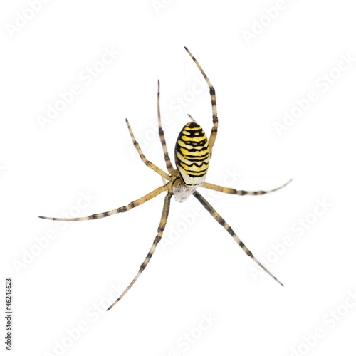 Wasp spider, Argiope bruennichi, hanging on web