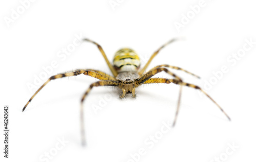 Wasp spider, Argiope bruennichi, against white background