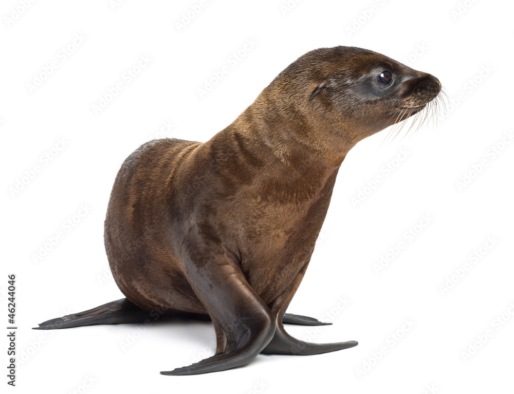 Fototapeta premium Young California Sea Lion, Zalophus californianus