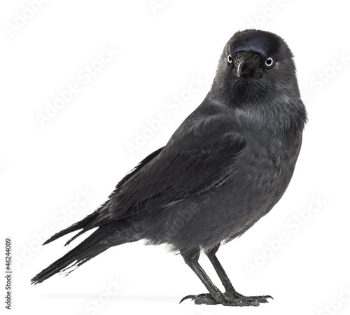 Schilderij op canvas Western Jackdaw looking away, Corvus monedula