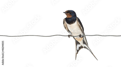 Barn Swallow, Hirundo rustica, perched on a wire