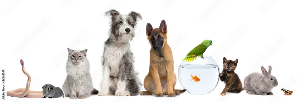 Fototapeta Grupa zwierząt domowych z psem, kotem, królikiem, fretką, rybą, żabą, szczurem