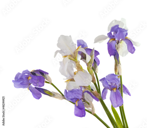 Fototapeta Naklejka Na Ścianę i Meble -  iris bouquet of flowers isolated