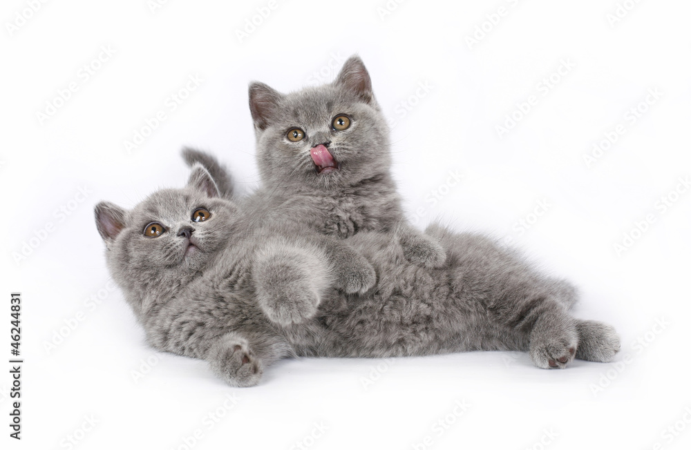 Obraz premium Two British kitten on white background.