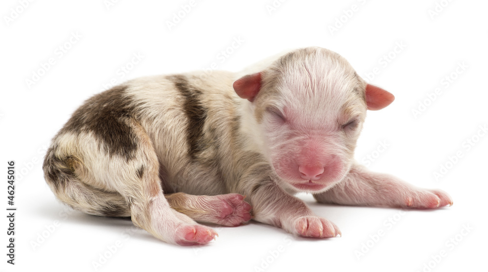 Australian Shepherd puppy, 1 day old Australian Shepherd puppy, 1 day old