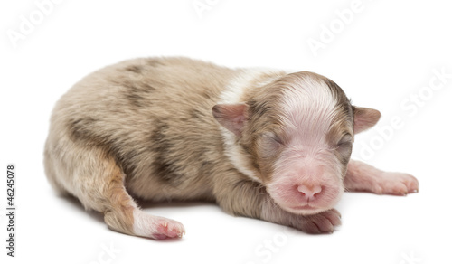 Australian Shepherd puppy, 7 days old, lying