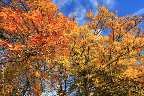 Beautiful Autumn in the Park  Scotland