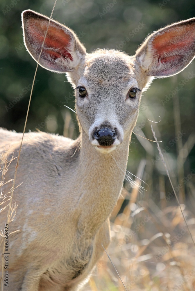 jeune cerf jeune cerf