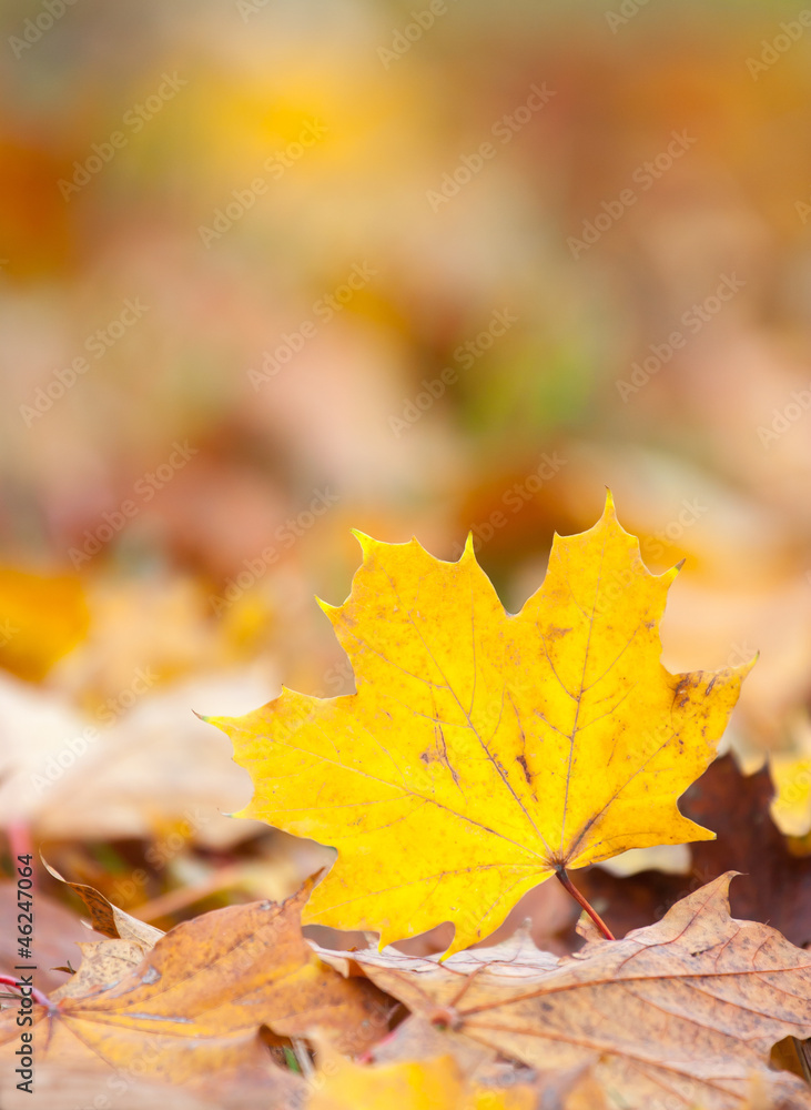 maple leaf in autumn colors maple leaf in autumn colors