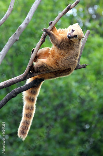 фотографія nasua coati