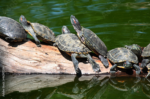 turtle