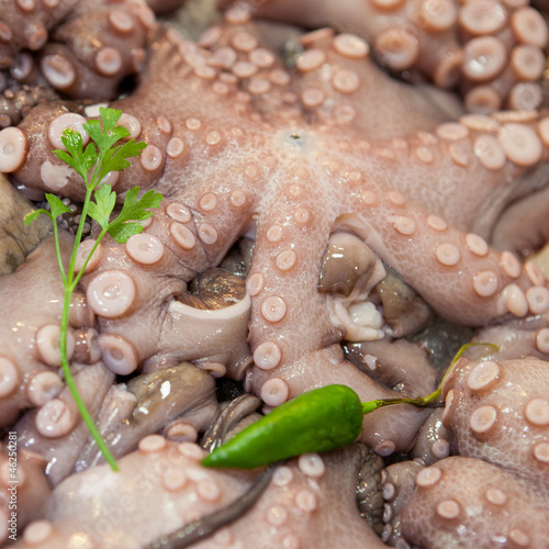 raw octopus