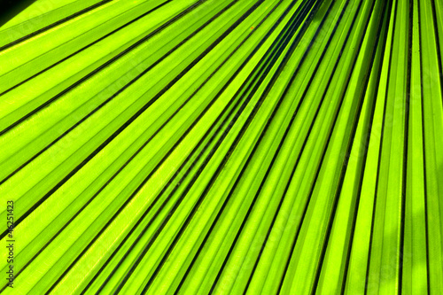 palm leaf backlit with sunlight