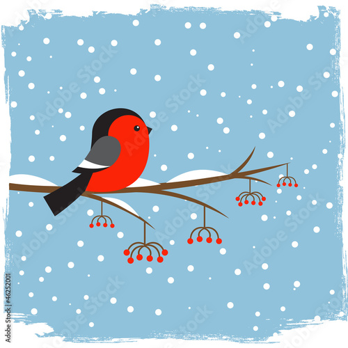 Cute  bullfinch on branch rowan