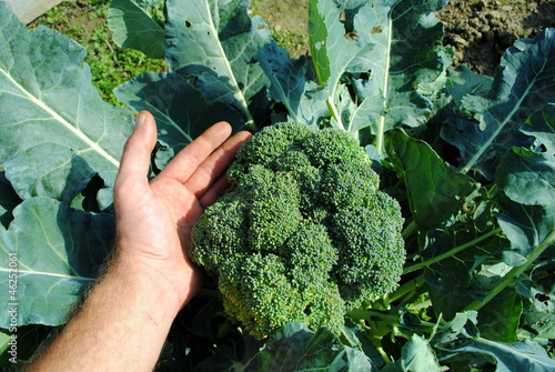 man hand holds an organic broccoli in the garden