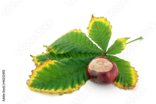 Chestnut and autumn leaf