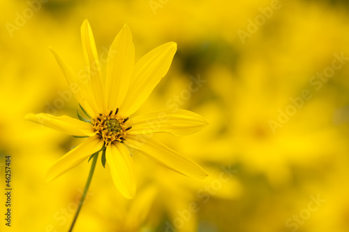 Ten-Petal Sunflower