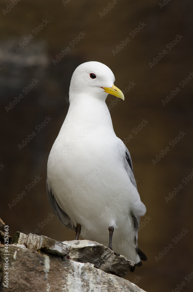 Dreizehenmöwe, Black-legged kittiwake, Rissa tridactyla Dreizehenmöwe, Black-legged kittiwake, Rissa tridactyla