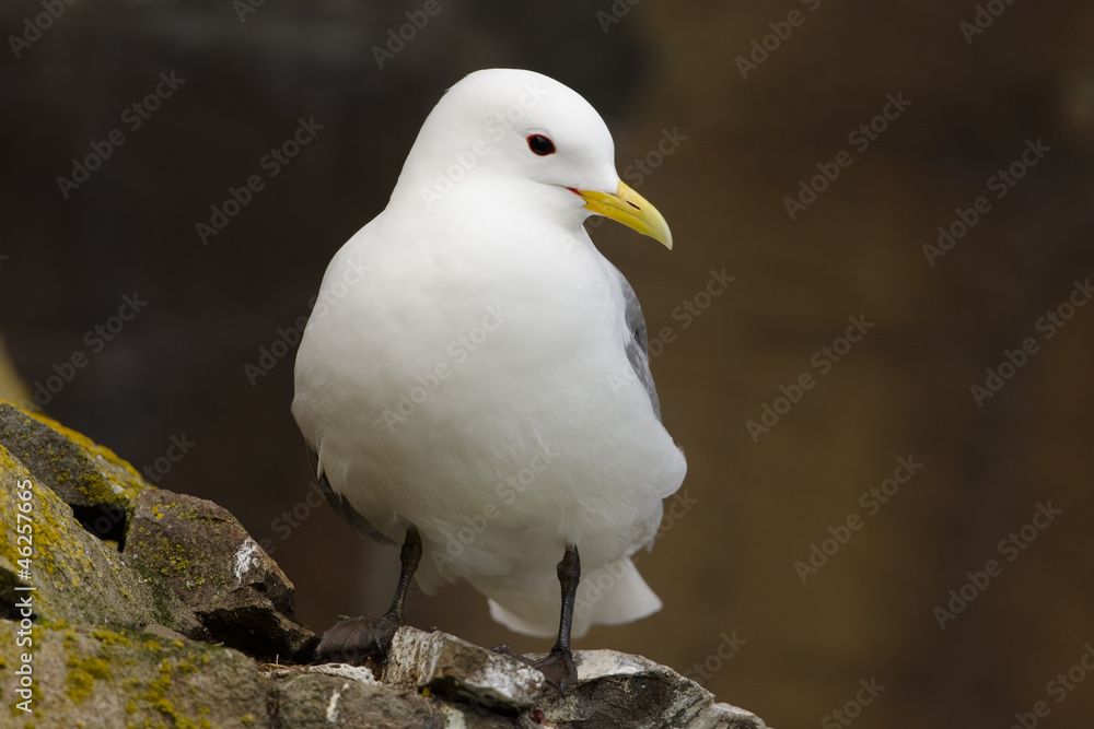 Dreizehenmöwe, Black-legged kittiwake, Rissa tridactyla Dreizehenmöwe, Black-legged kittiwake, Rissa tridactyla