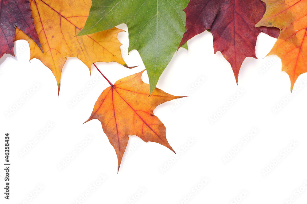 Maple leaves Maple leaves