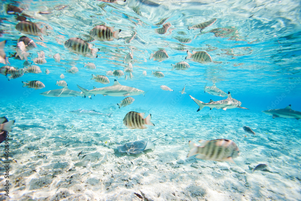 Naklejka premium Bora Bora pod wodą