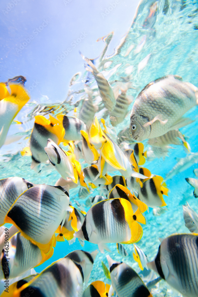 Fototapeta premium Butterfly fish