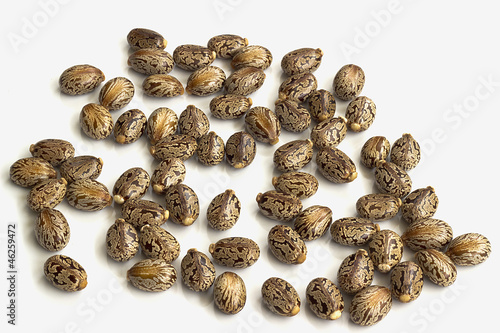 Castor oil seeds