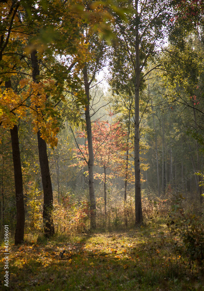 Beautiful autumn landscape