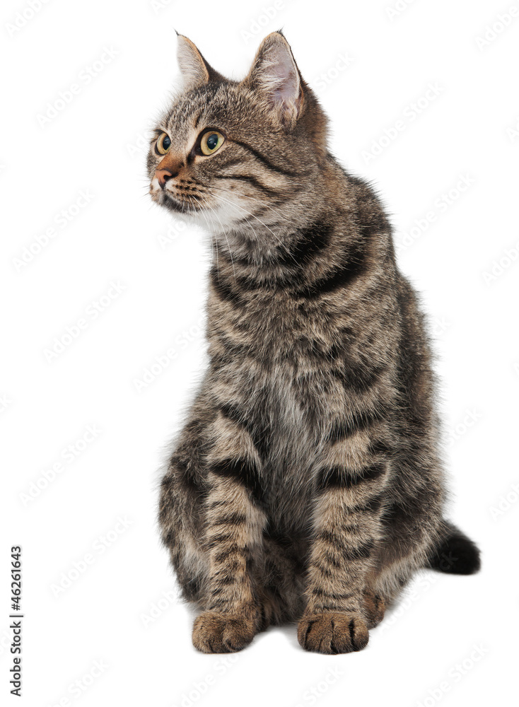 gray striped cat looking left