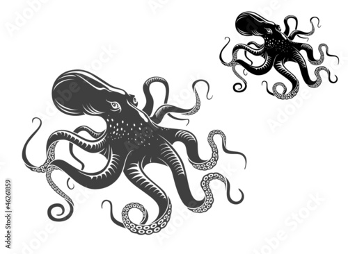 Giant octopus
