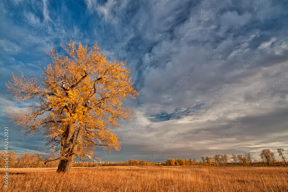 Fototapeta premium Lone Autumn Tree