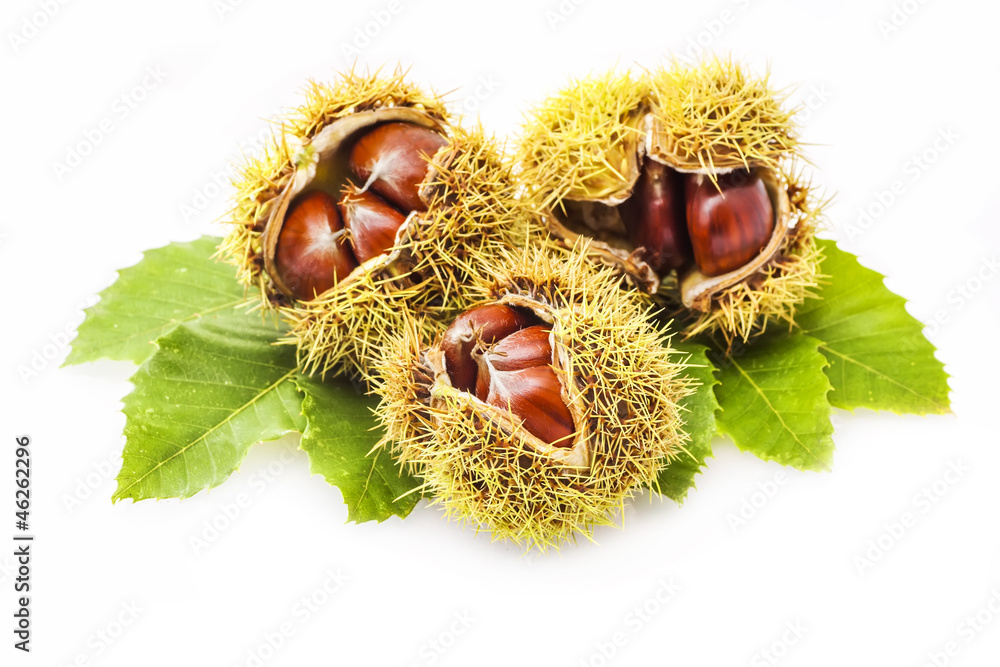 Parede class chestnuts, El Bierzo (Spain) isolated on white Parede class chestnuts, El Bierzo (Spain) isolated on white