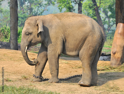 Young Asian elephant
